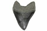 Serrated, Fossil Megalodon Tooth - South Carolina #264545-1